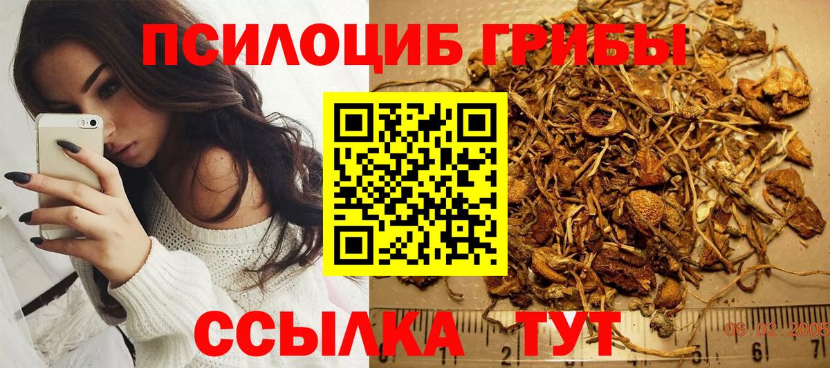Псилоцибиновые грибы Psilocybe Соликамск